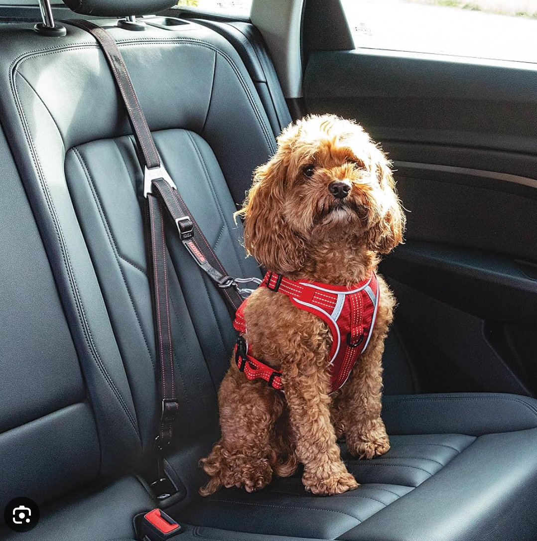 Security Belt for Dogs