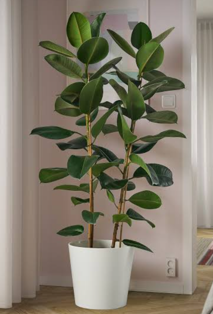 Ficus plant