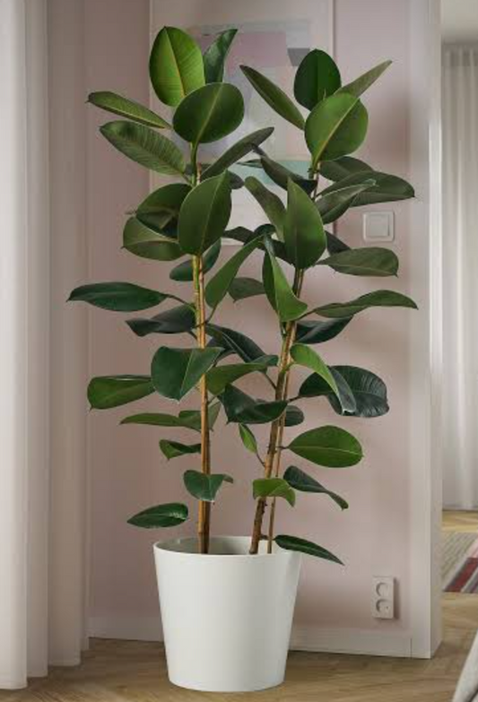 Ficus plant